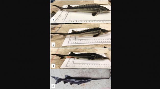 Ikan hibrida unik dari leluhur nenek moyang, Struddlefish. [Mdpi.com] 