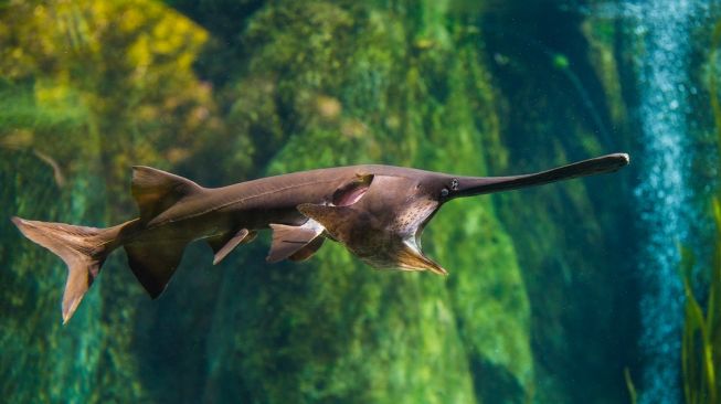 Tidak Sengaja, Ilmuwan Ciptakan Ikan Hibrida dari Leluhur Dinosaurus