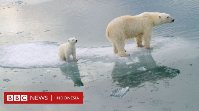 Perubahan Iklim: Es di Kutub Kian Menyusut, Beruang Kutub Terancam Punah