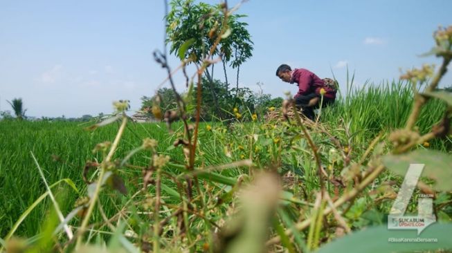 Seorang warga menunjukkan lokasi Yayan digigit ular kobra Kampung Nagrak Wetan RT 01 RW 11, Desa Limbangansari, Kabupaten Cianjur, Jawa Barat, Selasa (21/7/2020). [Foto: Sukabumiupdate.com]