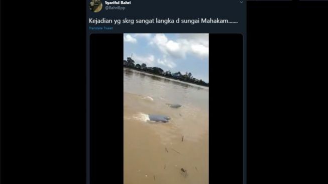 Hampir Punah, Ikan Pesut Kembali Muncul di Sungai Mahakam
