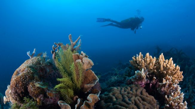 Indonesia Targetkan 32,5 Juta Hektar Kawasan Konservasi Perairan