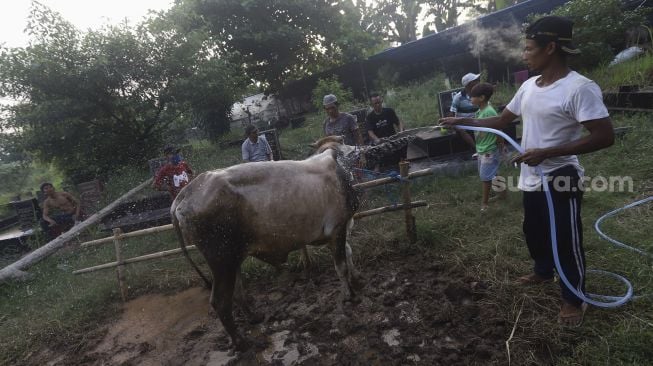 Pedagang memandikan sapi kurban di lapak hewan kurban di area Pemakaman Tionghoa, Tanah Kusir, Jakarta, Kamis (23/7/2020). [Suara.com/Angga Budhiyanto]