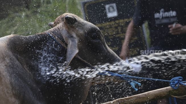 Pedagang memandikan sapi kurban di lapak hewan kurban di area Pemakaman Tionghoa, Tanah Kusir, Jakarta, Kamis (23/7/2020). [Suara.com/Angga Budhiyanto]