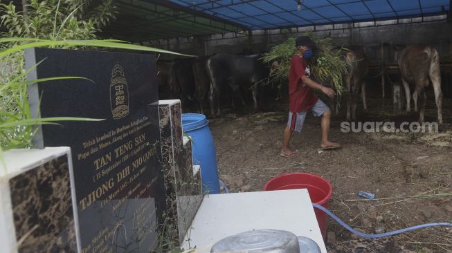 Pedagang memberikan pakan sapi kurban di lapak hewan kurban di area Pemakaman Tionghoa, Tanah Kusir, Jakarta, Kamis (23/7/2020). [Suara.com/Angga Budhiyanto]