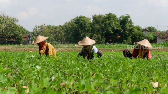 Ketahanan Pangan di Desa Sumurgeneng dan Wadung Tuban. (Suara.com/Andri)