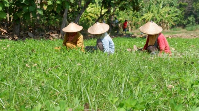 Ketahanan Pangan di Desa Sumurgeneng dan Wadung Tuban. (Suara.com/Andri)