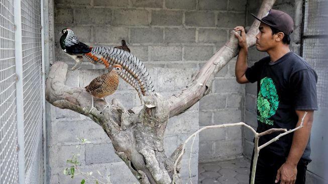 Peternak memberi makan ayam hias pheasant atau pegar di "Medi YK Farm" Beteng, Margoagung, Seyegan, Sleman, Yogyakarta, Sabtu (25/7/2020).  [ANTARA FOTO/Andreas Fitri Atmoko]