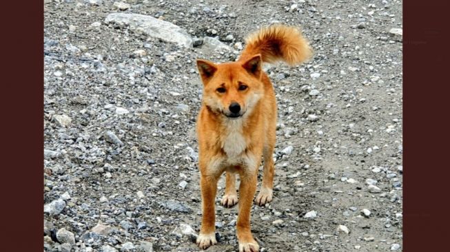 Mengenal Anjing Langka Pegunungan Papua, Mirip Rubah dan Hampir Punah