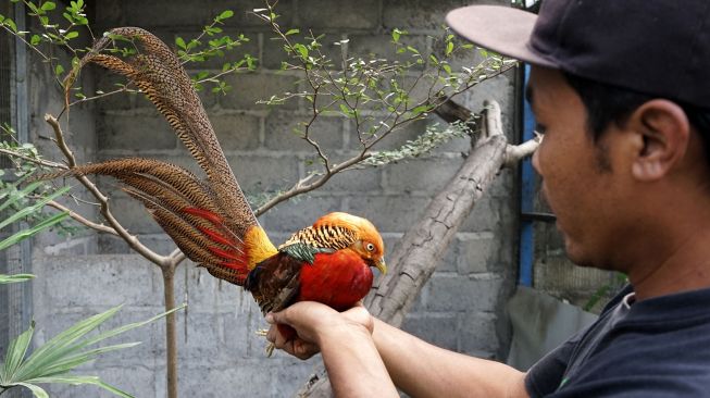 Ayam hias pheasant atau pegar di "Medi YK Farm" Beteng, Margoagung, Seyegan, Sleman, Yogyakarta, Sabtu (25/7/2020).  [ANTARA FOTO/Andreas Fitri Atmoko]