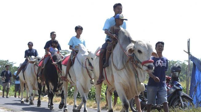 Sejumlah warga menaiki sapi saat acara kirab syukur peternak sapi di Jurug, Mojosongo, Boyolali, Jawa Tengah, Minggu (26/7/2020). [ANTARA FOTO/Aloysius Jarot Nugroho]