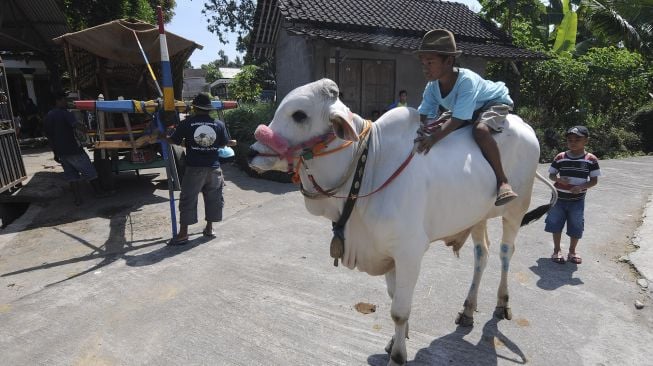 Seorang anak menaiki sapi saat acara kirab syukur peternak sapi di Jurug, Mojosongo, Boyolali, Jawa Tengah, Minggu (26/7/2020). [ANTARA FOTO/Aloysius Jarot Nugroho]