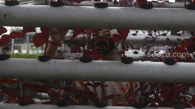 Pekerja memanen bayam merah di kebun hidroponik Serua Farm, Bojongsari, Depok, Jawa Barat, Senin (27/7/2020). [Suara.com/Angga Budhiyanto]