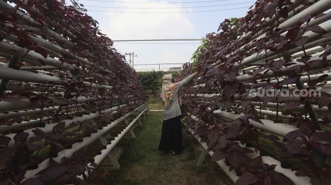 Pekerja memanen bayam merah di kebun hidroponik Serua Farm, Bojongsari, Depok, Jawa Barat, Senin (27/7/2020). [Suara.com/Angga Budhiyanto]