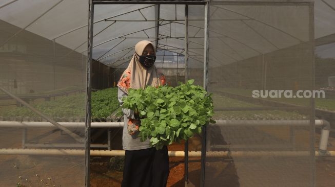 Pekerja memindahkan bayam hijau menuju media tanam paralon di kebun hidroponik Serua Farm, Bojongsari, Depok, Jawa Barat, Senin (27/7/2020). [Suara.com/Angga Budhiyanto]