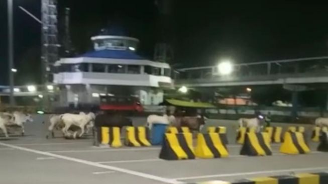 Heboh 19 Sapi Kurban Lepas di Pelabuhan Merak