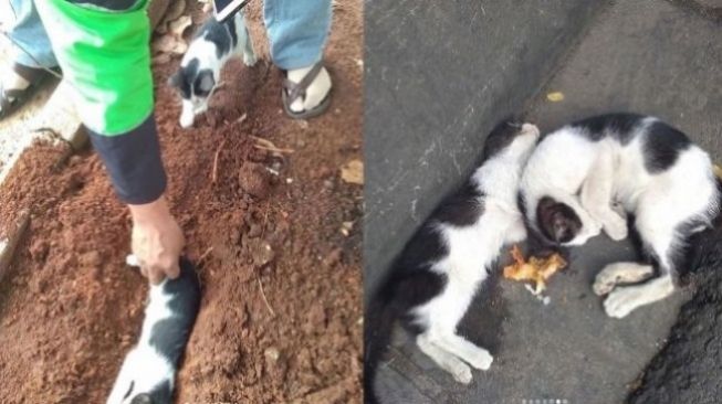 Sedih, Dikira Masih Hidup, Anak Kucing Menyisakan Makanan untuk Saudaranya