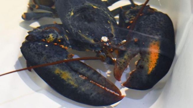 Hampir Masuk Panci Restoran, Lobster Biru Langka Berhasil Diselamatkan