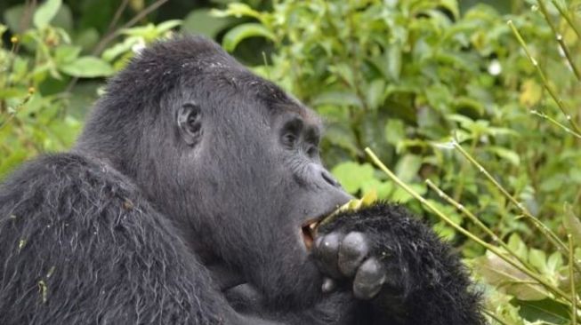 Bunuh Gorila Paling Terkenal di Uganda, Pria Ini Dibui 11 Tahun. (BBC/Otoritas Margasatwa Uganda)