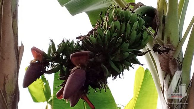 Unik, Pohon Pisang Berjantung Tiga Tumbuh di Citepus Sukabumi, Warga Heboh