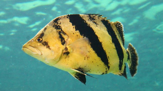 Tiger Fish, Ikan Mahal Yang Bikin Kaya Raya