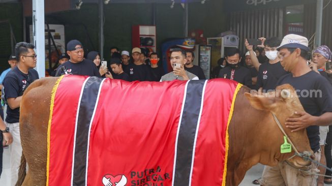 Pemilik PS Store Putra Siregar melihat sapi miliknya yang akan dikurbankan saat pemecahan Rekor Muri pemotongan sebanyak 404 hewan kurban di Condet, Jakarta Timur, Jumat (31/7). [Suara.com/Alfian Winanto]