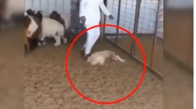 Hendak Dijual untuk Kurban, Kambing Ini Malah Pura-pura Mati