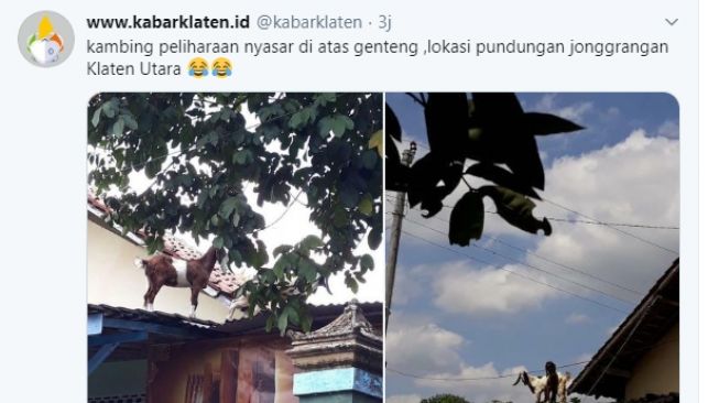 Tiga ekor kambing peliharaan nyasar ke atas genteng rumah