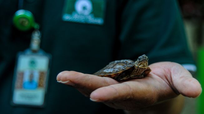 Seorang "zoo keeper" menunjukan kura-kura ceper (Cyclemys dentata), di Kebun Binatang Bandung, Jawa Barat, Sabtu (1/8/2020). [ANTARA FOTO/Raisan Al Farisi]