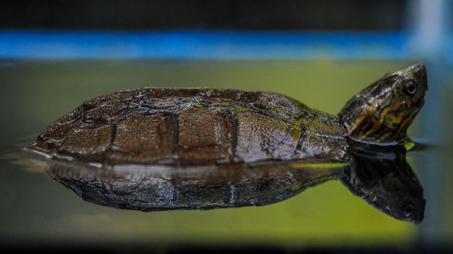 Seekor kura-kura ceper (Cyclemys dentata) berada di dalam kandang di Kebun Binatang Bandung, Jawa Barat, Sabtu (1/8/2020).   [ANTARA FOTO/Raisan Al Farisi]