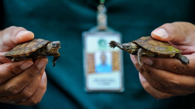 Seorang "zoo keeper" menunjukan kura-kura ceper (Cyclemys dentata), di Kebun Binatang Bandung, Jawa Barat, Sabtu (1/8/2020). [ANTARA FOTO/Raisan Al Farisi]