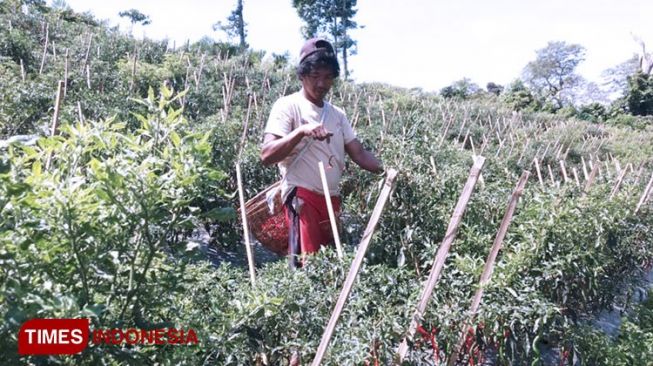 Harga Cabai Merangkak Naik, Petani Pagaralam Mulai Bergairah