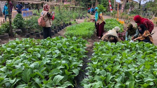 Bersatu Lawan Pandemi, Warga di Jogja Kembangkan Pertanian Perkotaan