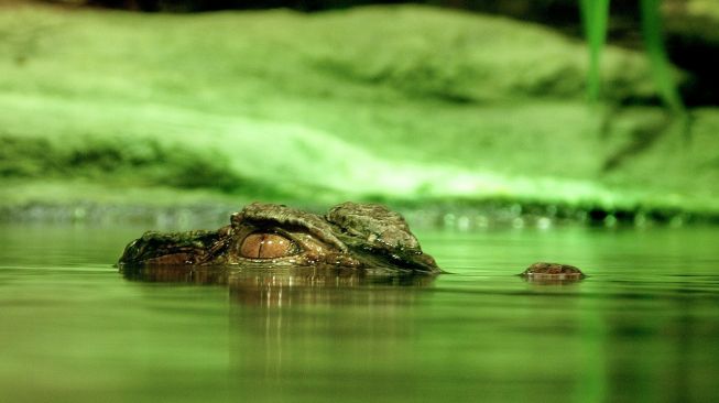 Kemunculan buaya besar di kali bikin gempar Depok