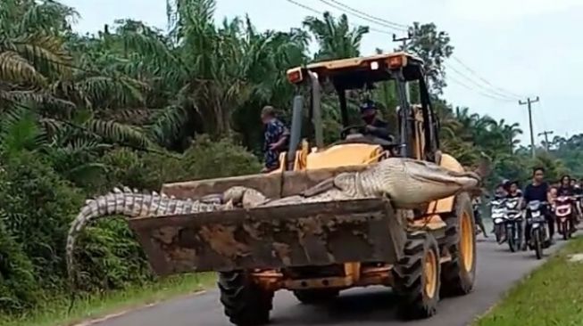 Diangkut Alat Berat, Bangkai Buaya Raksasa Ini Dikubur Dengan Ritual Khusus