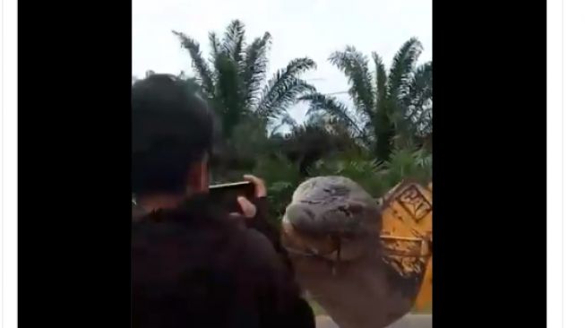 Si Ompong, buaya berukuran setengah ton mati dan diangkat dengan alat berat di Bangka. - (Twitter/@Nyusaheeeen_)