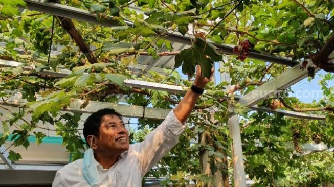 Anggota Komisi B DPRD DIY memetik buah anggur di halaman depan rumah salah satu warga Dusun Plumbungan, Desa Sumbermulyo, Kecamatan Bambanglipuro, Kabupaten Bantul, Kamis (6/8/2020). - (SuaraJogja.id/Hiskia Andika)