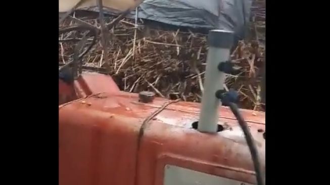 Penampakan traktor yang bisa memerah susu sapi perah (Twitter)