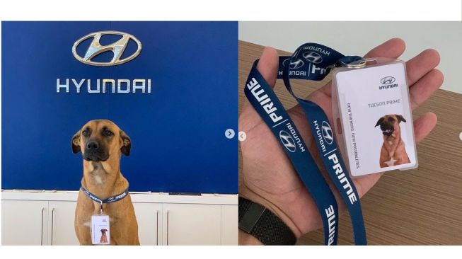 Anjing diangkat sebagai karyawan di dealer Hyundai (Instagram)