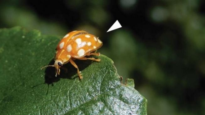 Hesperomyces halyziae (tanpa panad) pada jenis serangga ladybird [IFL Science/Maria Justamond].