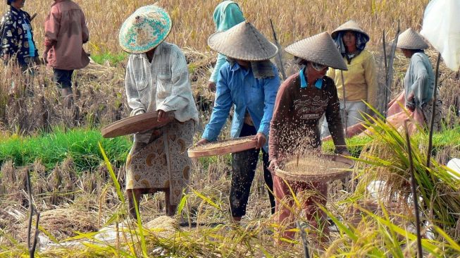 Wow! Perputaran Uang Sektor Pertanian Di Klaten Capai Triliunan Rupiah