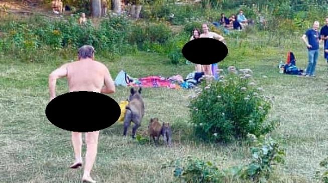 Seorang pria di Jerman mengejar babi hutan yang mencuri laptopnya dengan kondisi telanjang.[Facebook/Adele Landauer]