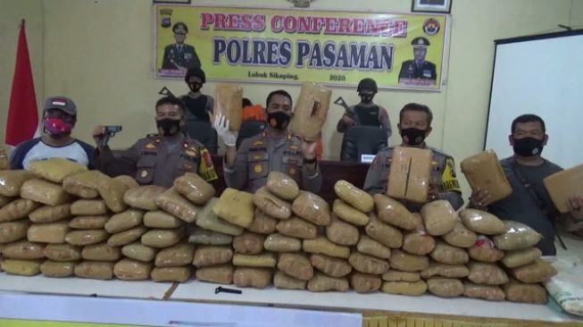 102 Paket Ganja Kering, 1 Senpi Diamankan Polres Pasaman