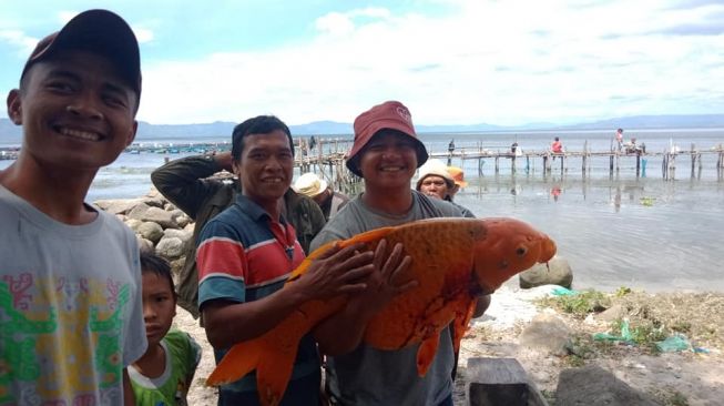 Viral Ikan Mas Raksasa Danau Toba Tertangkap, Warga Khawatir Musibah