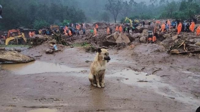 Longsor India: Tak Peduli Guyuran Hujan, Anjing Ini Setia Tunggu Majikan