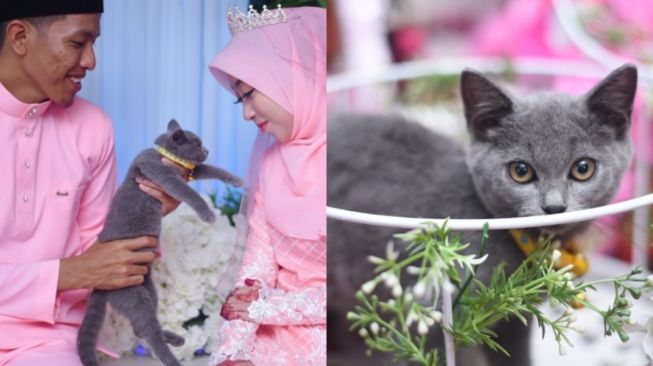 Viral Kucing Dijadikan Hantaran Tunangan, Tamu Undangan Heran