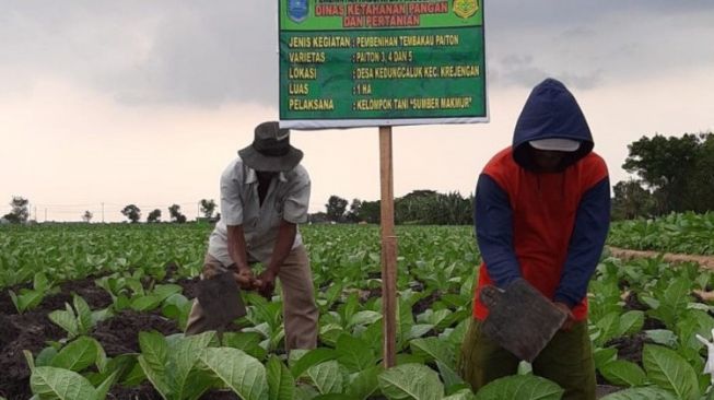 DKPP Probolinggo Rutin Alokasikan Dana Bantu Petani Tembakau