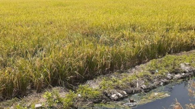 Petani Mengeluh Saluran Irigasi di Tiron Madiun Rusak Bertahun-Tahun