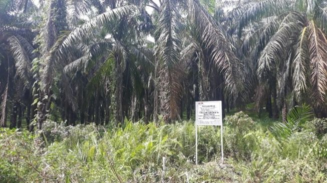 Setelah Vila Mewah, KPK Sita 500 Hektare Kebun Sawit Nurhadi di Sumut