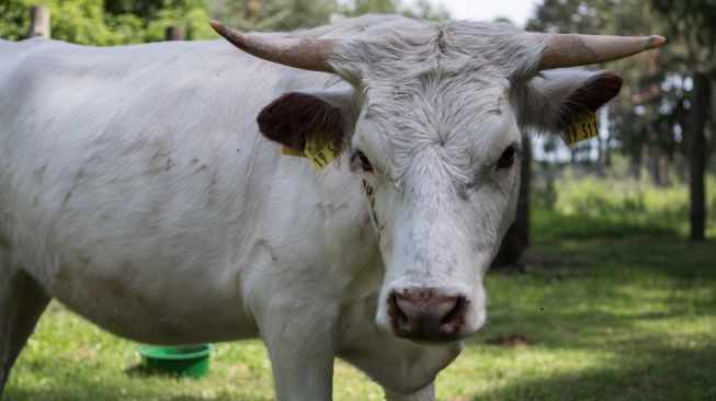 Ngeri! Brasil Selidiki Dua Kasus Dugaan Penyakit Sapi Gila Pada Manusia